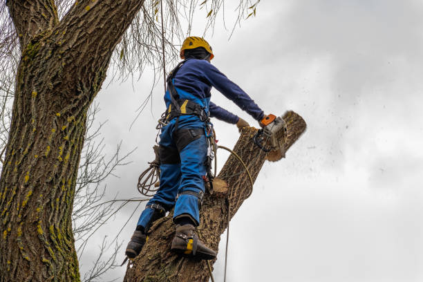 Reliable Many, LA Tree Service Solutions